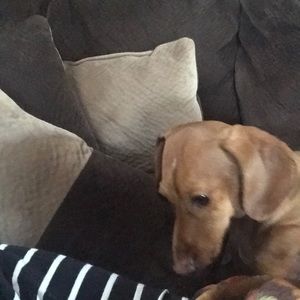 Meet your Posher, Sheila